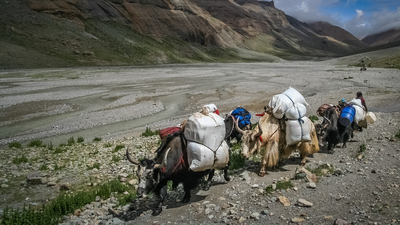 Những chú bò khuân vác hành lý trong chuyến Trekking núi Kailash