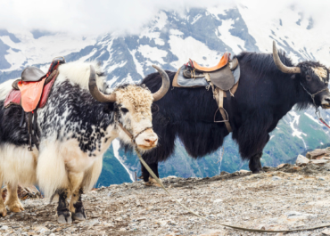 Bò Tây Tạng Yak – Tầm quan trọng với người Tây Tạng